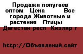 Продажа попугаев оптом › Цена ­ 500 - Все города Животные и растения » Птицы   . Дагестан респ.,Кизляр г.